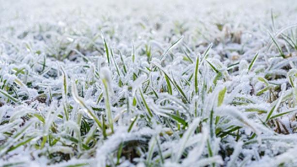 Essas dicas certamente podem ajudá-lo a preparar seu gramado para sobreviver ao inverno