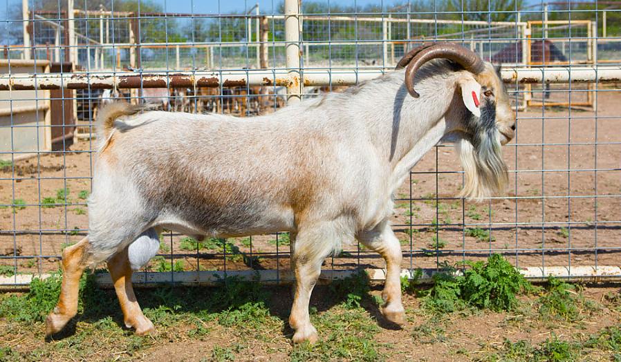 Ao criar cabras apenas para produção de carne