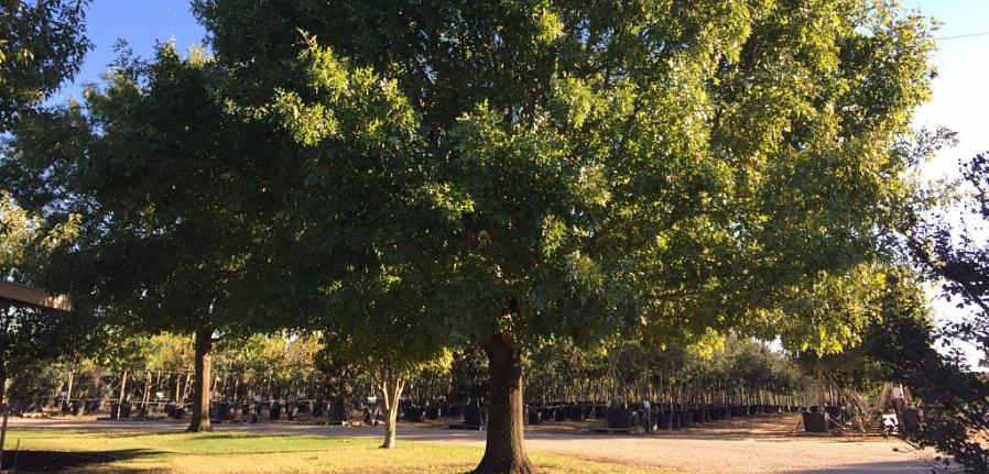 Desejam cultivar um gramado tentam todos os tipos de melhorar o solo de caliche