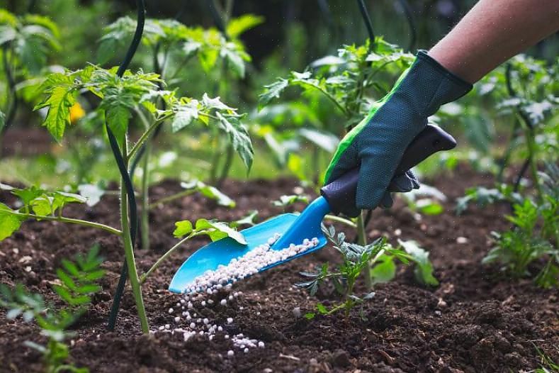 Não aplique fertilizante herbicida quando houver previsão de chuva dentro de 24 horas