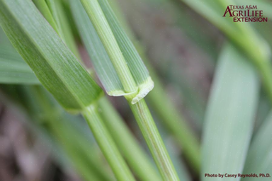 Outra diferença é que o centeio de inverno é uma planta mais robusta do que o azevém anual ou o azevém