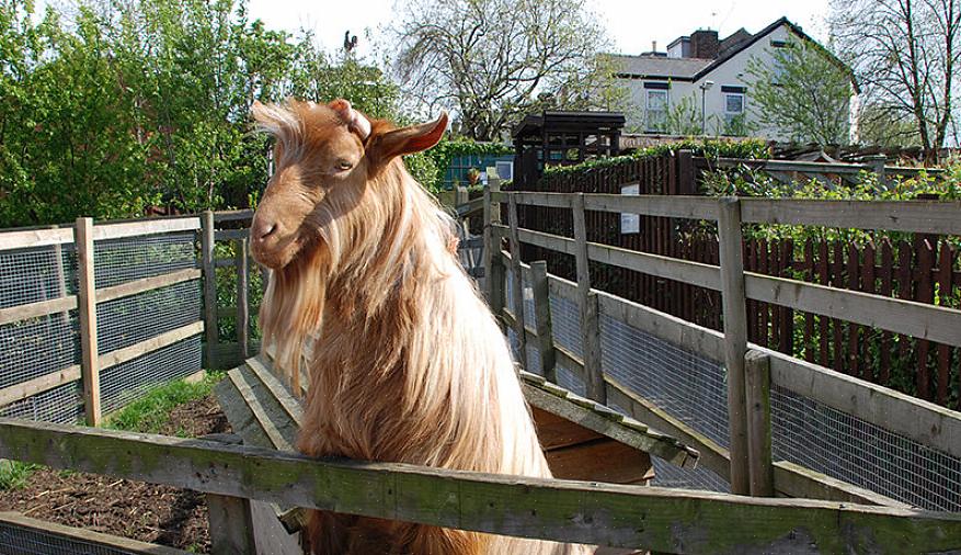 Saúde de suas cabras