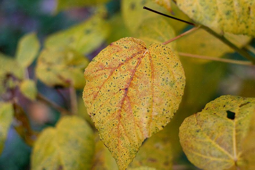 As raízes das plantas que não toleram solo encharcado não conseguem "respirar"