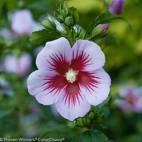 Na maioria das regiões onde floresce rosa de Sharon