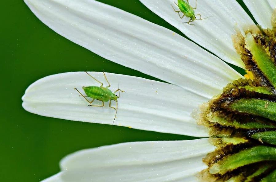 Os jardineiros costumavam ferver água com sabão Fels-naptha para criar um inseticida de sabão eficaz