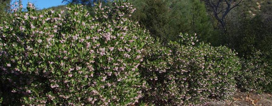 As flores cor de lavanda deste arbusto tolerante à seca florescem por muito tempo