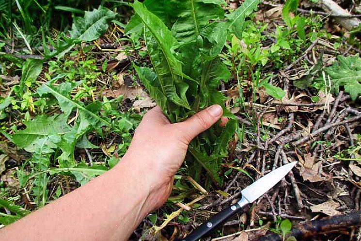 Todas as partes da planta podem ser aproveitadas