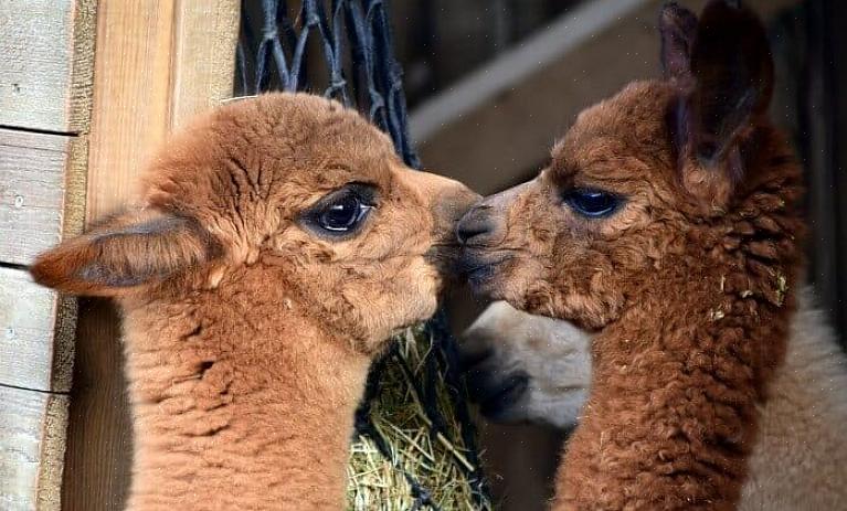 As alpacas estão rapidamente ganhando popularidade como animal de criação de lã