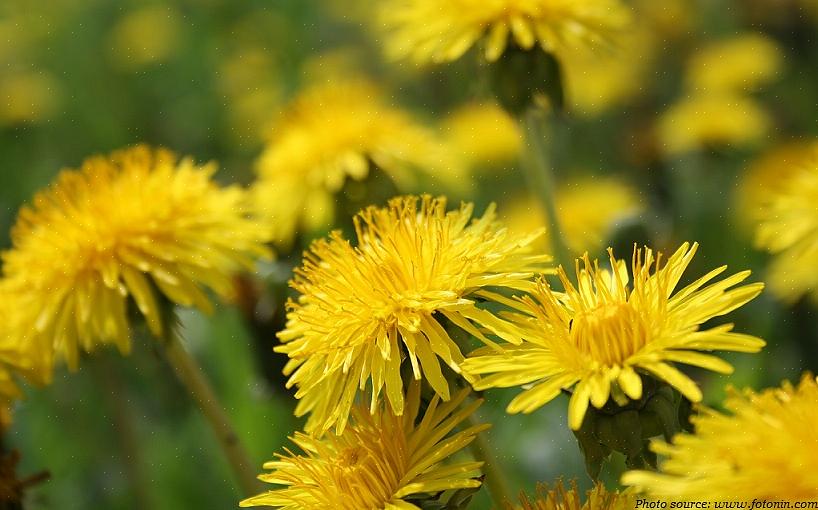 Você pode querer saber se os verdes Dandelion secam lindamente