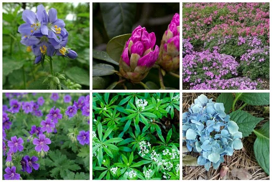 "Quais plantas crescerão sob as árvores perenes?"