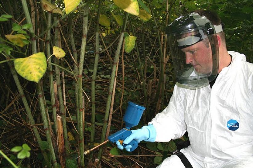 Remoção de knotweed japonês por injeção de herbicida