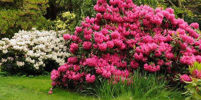 O padrão de ramificação das árvores de dogwood com flores é bastante horizontal