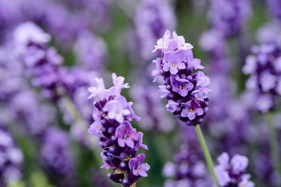 Estas plantas são descendentes de um híbrido entre lavanda inglesa