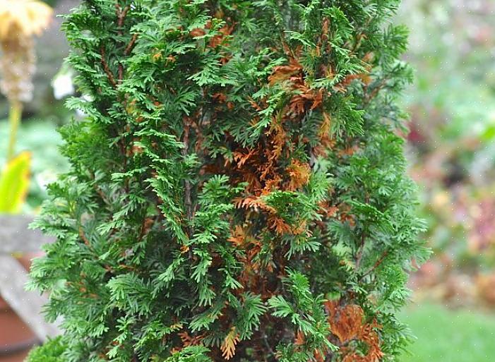 Mas se o arbusto arborvitae ficar marrom no inverno ou no início da primavera