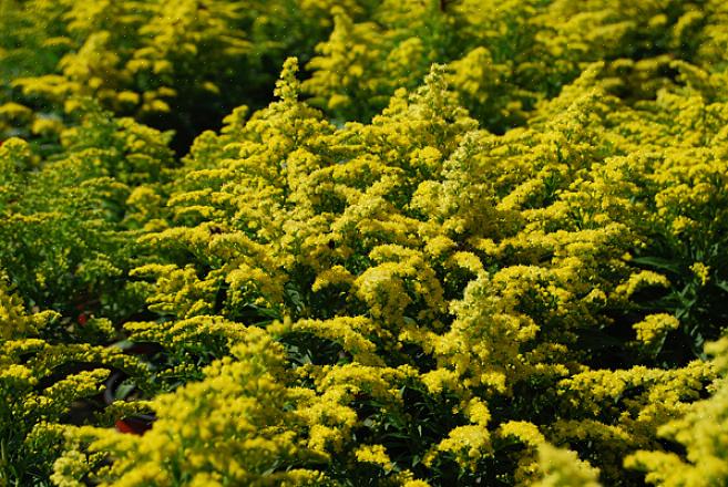 / ou trepadeira desta lista de plantas com flores para jardins de Michigan