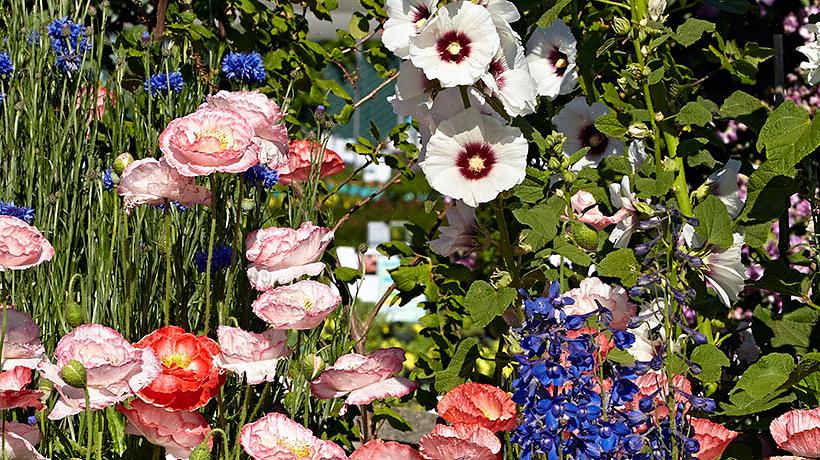 Suas flores de corte precisarão de um solo rico em matéria orgânica para melhorar a retenção