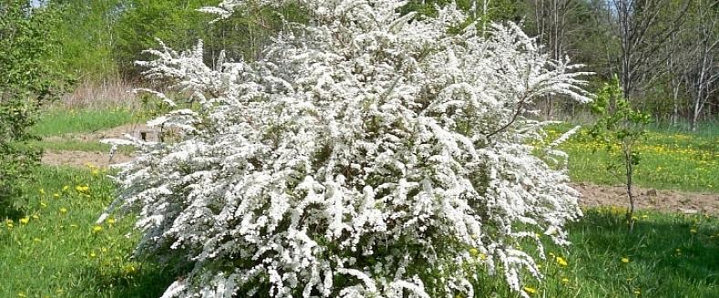 A coroa de noiva spirea é um arbusto de folha caduca de tamanho médio que apresenta ramos de pequenas flores