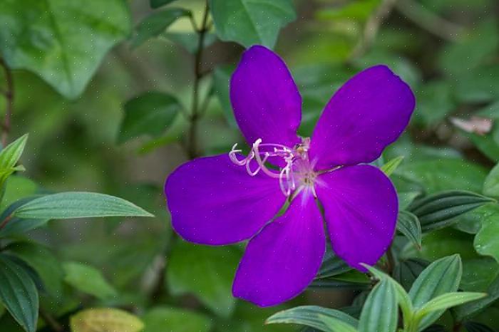 Tibouchina não é terrivelmente difícil de cultivar dentro de casa