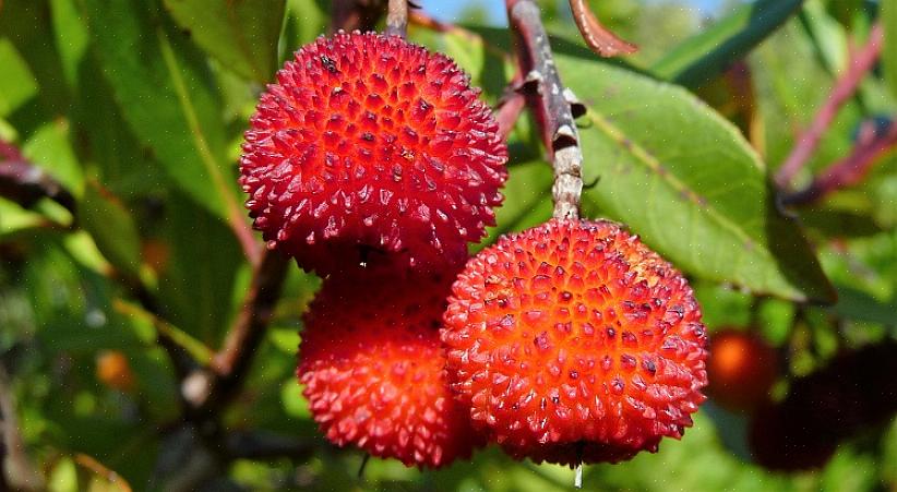 O Arbutus unedo também é denominado medronheiro Killarney