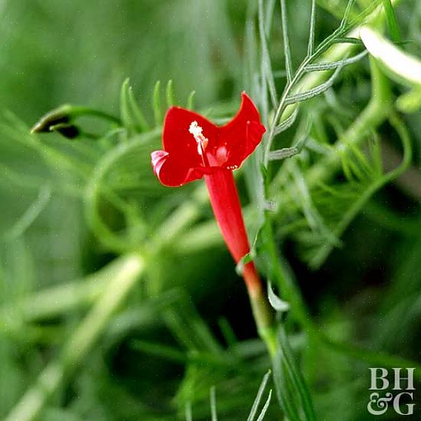 Esta planta de videira relativamente incomum é cultivada por sua folhagem