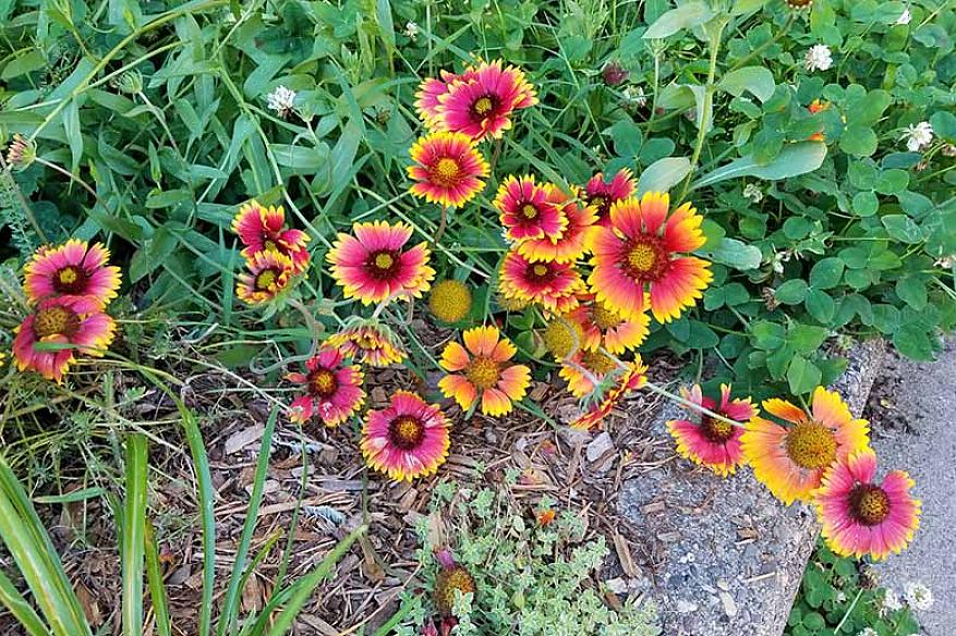 Como cultivar flores de cobertura