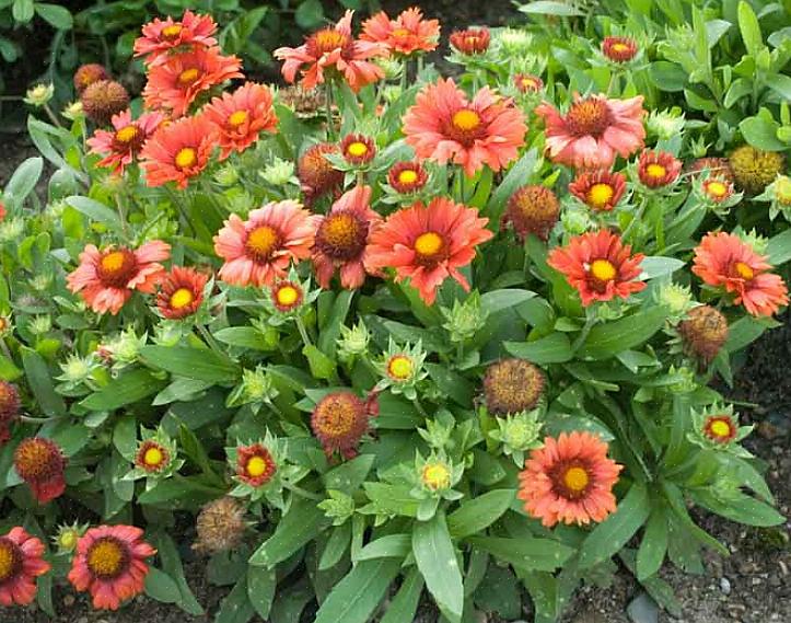 A maioria das flores modernas que cultivamos em nossos jardins são as híbridas Gaillardia X Grandiflora