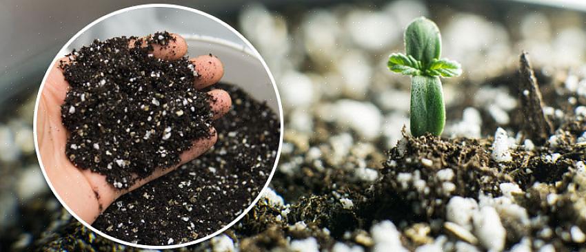 Outros nutrientes de que as plantas precisam para se desenvolver