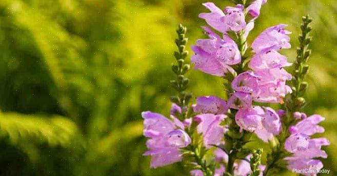 Planta obediente (Physostegia virginiana) tem seu nome comum porque você pode dobrar as flores