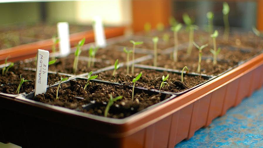 Começar as sementes dentro de casa requer os mesmos elementos básicos do cultivo de plantas ao ar livre