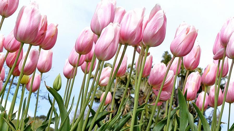 Quando você planta bulbos que florescem na primavera