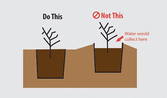 As plantas que são pelo menos duas zonas mais resistentes do que a sua zona de cultivo devem ser capazes