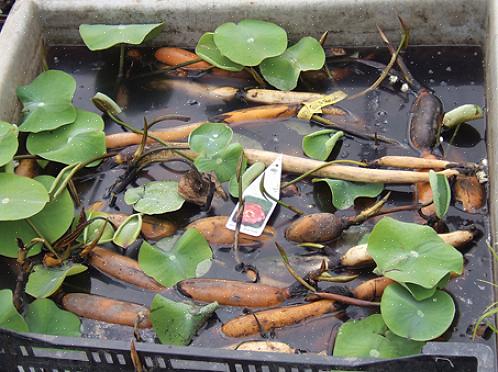 Plantas resistentes em águas rasas precisam ser trazidos para dentro