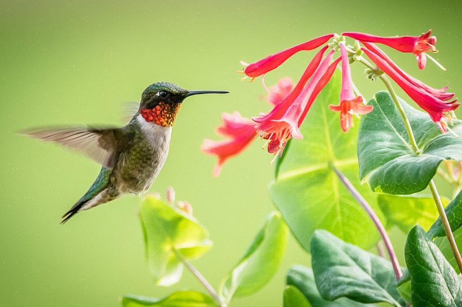 Escolher plantas para atrair colibris intencionalmente requer que você entenda como os colibris se alimentam