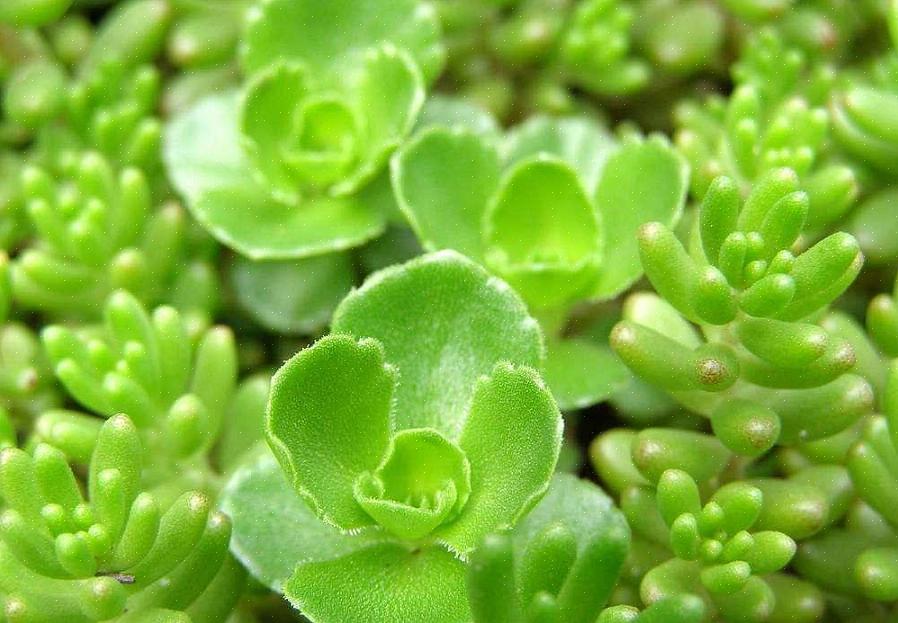 Stonecrop vistoso