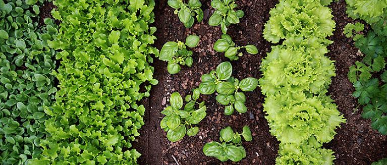 Os vegetais de maturação tardia semeados em junho não estarão prontos para a colheita até o final do outono