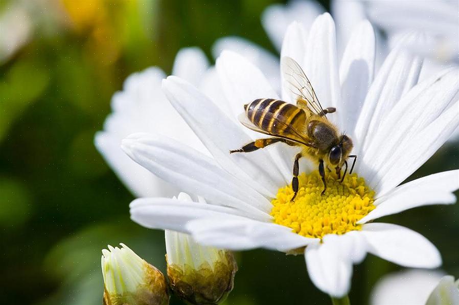 Viveiros de plantas nativas são contatos valiosos para obter conselhos sobre como escolher