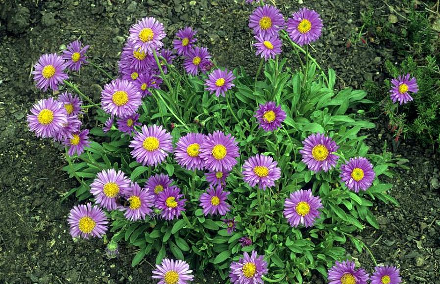 Dando aos jardineiros um tapete de flores parecidas com margaridas em uma planta compacta de agosto