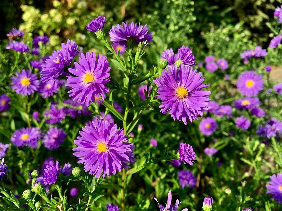 A flor é bem-vinda no jardim de outono para elogiar as mães