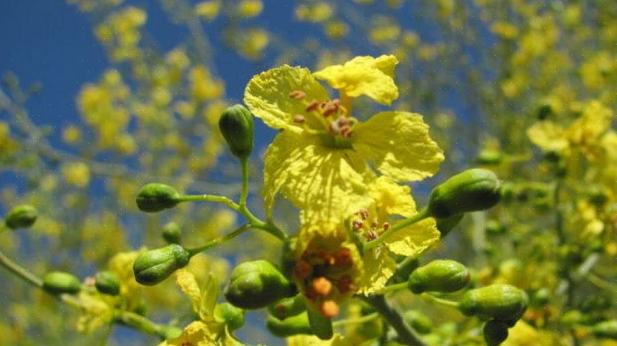 O objetivo do pólen masculino é polinizar as partes femininas das plantas