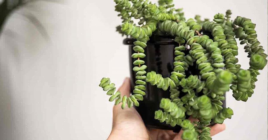 As plantas Crassula se prestam a nomes comuns muito descritivos