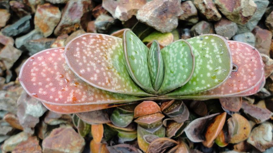 As plantas de Gasteria são suscetíveis a infecções fúngicas