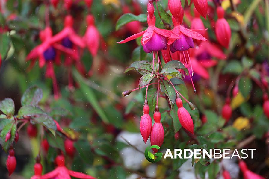 As flores exóticas de fúcsia "Swingtime" irão enfeitar seus cestos suspensos com flores de junho a outubro