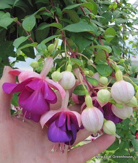 Fuchsia "Alba" é uma adição elegante ao jardim de flores brancas