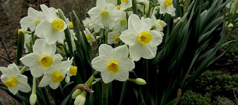 Os bulbos de floração da primavera mais familiares são flores como narcisos