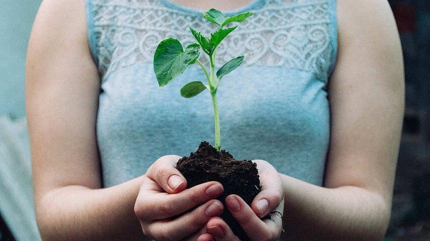 Nightshades também pode ser plantada aqui em julho (mas espere setembro para plantar tomates)