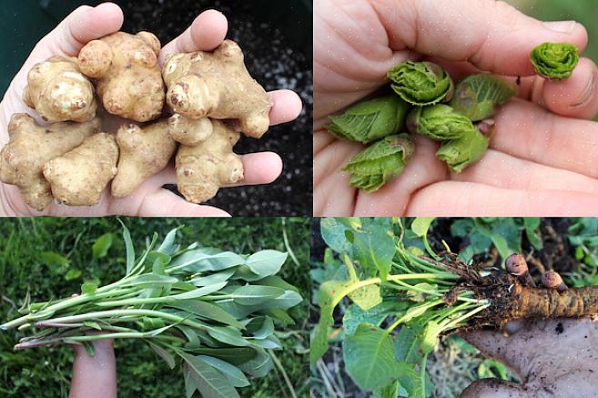 Basta plantar seu jardim ou pomar uma vez