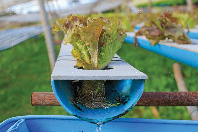 Nutrient Film Technique usa tubos ou canais em vez de bandejas planas para a bandeja de cultivo