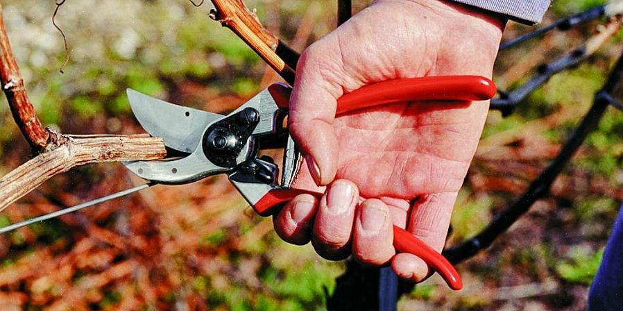 Existem basicamente três tipos de podadores manuais