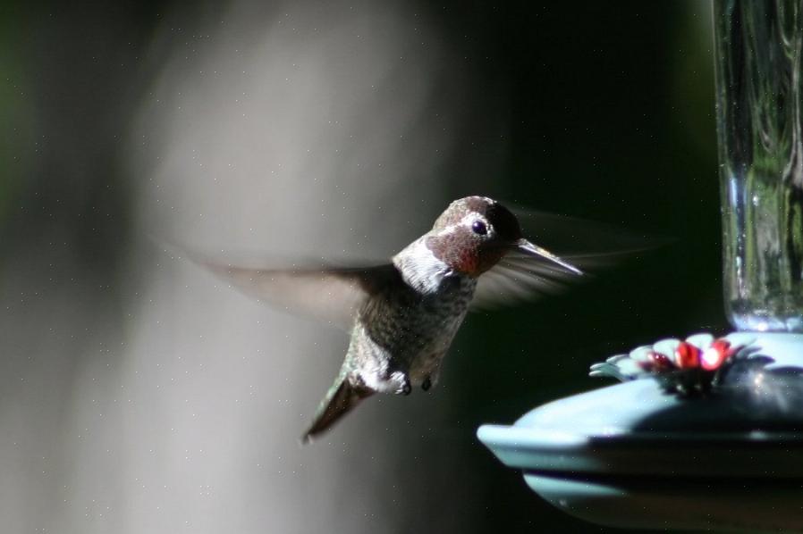 Mas quando exatamente os observadores de pássaros devem remover os alimentadores do colibri sem risco