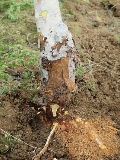 Os fungos estão no cerne de algumas das doenças mais comuns da macieira